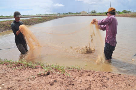 BAC LIEU, VIETNAM - NOVEMBER 22, 2012: Fishermen are harvesting shrimp from their pond by fishing nets in Bac Lieu cityのeditorial素材