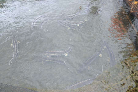 LAM DONG, VIETNAM - SEPTEMBER 2, 2012:  The farming sturgeon fish in cage culture in Tuyen Lam lake. Several species of sturgeons are harvested for their roe, which is made into caviar, a luxury foodのeditorial素材