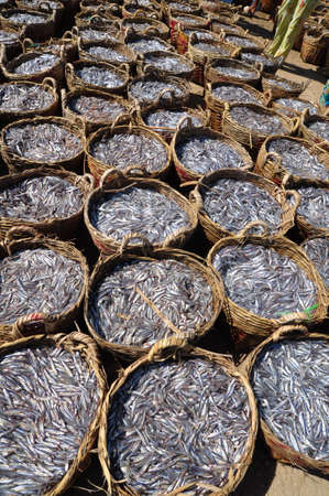LAGI, VIETNAM - FEBRUARY 26, 2012: Fisheries are located on the beach in many baskets waiting for uploading onto the truck to the processing plantのeditorial素材