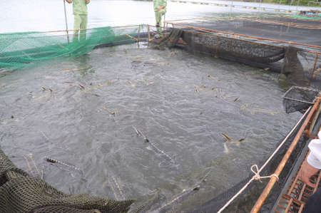 LAM DONG, VIETNAM - SEPTEMBER 2, 2012:  The farming sturgeon fish in cage culture in Tuyen Lam lake. Several species of sturgeons are harvested for their roe, which is made into caviar, a luxury foodのeditorial素材