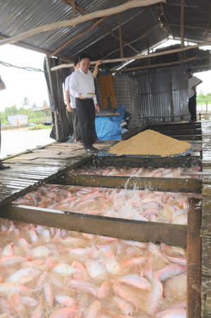 DONG THAP, VIETNAM - AUGUST 31, 2012: Farming of red tilapia in cage on river in the mekong delta of Vietnamのeditorial素材