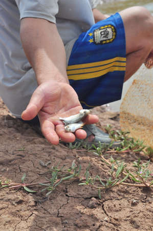 BAC LIEU, VIETNAM - NOVEMBER 22, 2012: Small fish in a pond in the mekong delta of Vietnam