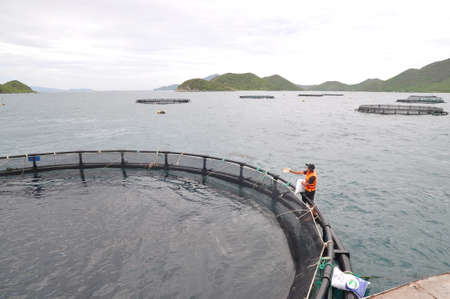 NHA TRANG, VIETNAM - JUNE 23, 2013: Feeding barramundi fish by machine in cage culture in the Van Phong bay in Vietnamのeditorial素材