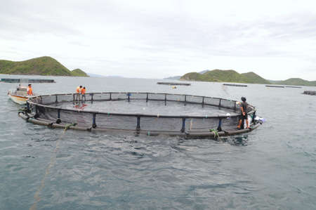 NHA TRANG, VIETNAM - JUNE 23, 2013: Feeding barramundi fish in cage culture in the Van Phong bay in Vietnamのeditorial素材