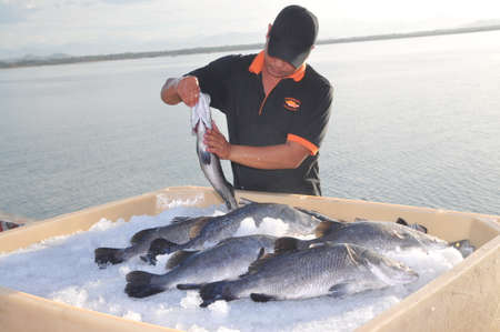 NHA TRANG, VIETNAM - JUNE 23, 2013: Barramundi fish are farmed in the Van Phong Bay and exported to the world marketのeditorial素材