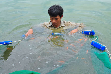 CU CHI, VIETNAM - AUGUST 5, 2011: Workers are catching Koi fish broodstocks from ponds to tanks