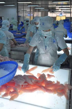 AN GIANG, VIETNAM - SEPTEMBER 12, 2013: Workers are testing the color quality of pangasius fish fillets in a seafood processing plant in An Giang, a province in the Mekong delta of Vietnamのeditorial素材