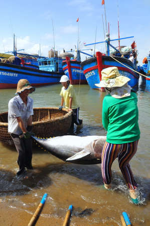TUY HOA, VIETNAM - FEBRUARY 28, 2012: Local fishermen are transporting tuna fish from their vessels to the stretcher and bring it to the testing house in Tuy Hoa seaportのeditorial素材