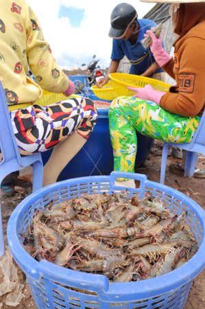 BAC LIEU, VIETNAM - NOVEMBER 22, 2012: Vietnamese farmers are grading shrimps after harvesting from their pond before selling to processing plants in Bac Lieu cityのeditorial素材