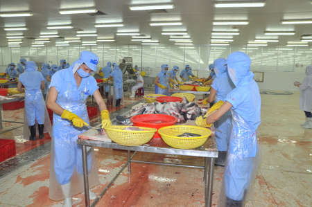 TIEN GIANG, VIETNAM - MARCH 2, 2013: Workers are filleting pangasius fish in a seafood processing plant in Tien Giang, a province in the Mekong delta of Vietnamのeditorial素材
