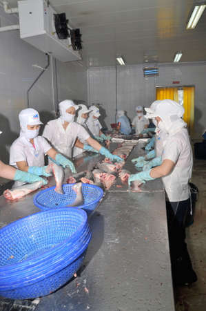 AN GIANG, VIETNAM - DECEMBER 26, 2012: Vietnamese workers are filleting pangasius fish in a seafood processing plant in the mekong deltaのeditorial素材