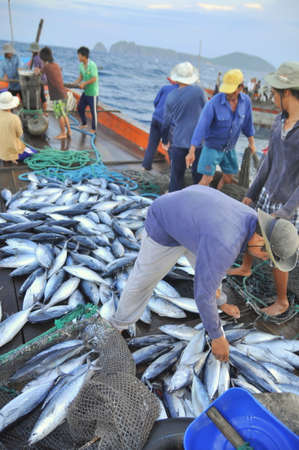 NHA TRANG, VIETNAM - MAY 5, 2012: Fishermen are collecting tuna fish caught by trawl nets in the sea of the Nha Trang bayのeditorial素材