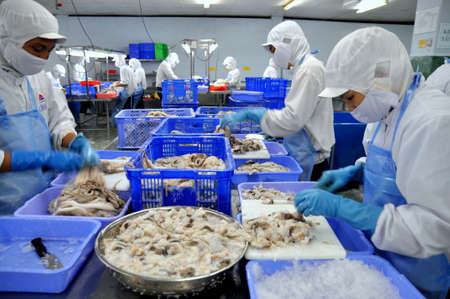 HO CHI MINH CITY, VIETNAM - OCTOBER 3, 2011: Workers are cutting raw fresh octopus in a seafood factory in Ho Chi Minh city, Vietnamのeditorial素材