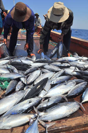 NHA TRANG, VIETNAM - MAY 5, 2012: Fishermen are collecting tuna fish caught by trawl nets in the sea of the Nha Trang bayのeditorial素材
