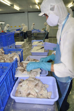HO CHI MINH CITY, VIETNAM - OCTOBER 3, 2011: Workers are cutting raw fresh octopus in a seafood...