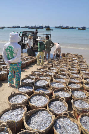 LAGI, VIETNAM - FEBRUARY 26, 2012: Fisheries are located on the beach in many baskets waiting for uploading onto the truck to the processing plantのeditorial素材