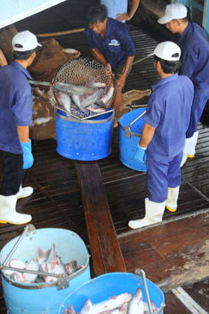 TIEN GIANG, VIETNAM - AUGUST 30, 2012: Pangasius catfish is being tranfered from the main boat to the processing plant by bucketsのeditorial素材