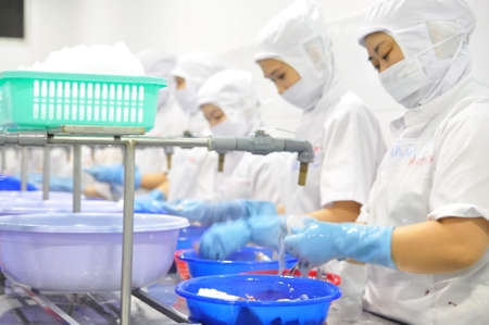 PHAN THIET, VIETNAM - DECEMBER 11, 2014: Workers are peeling squids for exporting in a seafood factory in Vietnamのeditorial素材
