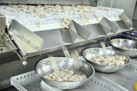 PHAN RANG, VIETNAM - DECEMBER 29, 2014: Shrimps are peeled and frozen and sized for exporting in a seafood factory in Vietnamのeditorial素材