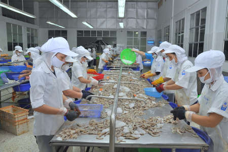 QUY NHON, VIETNAM - AUGUST 1, 2012: Workers are peeling fresh raw shrimps in a seafood factory in Quy Nhon city, Vietnamのeditorial素材