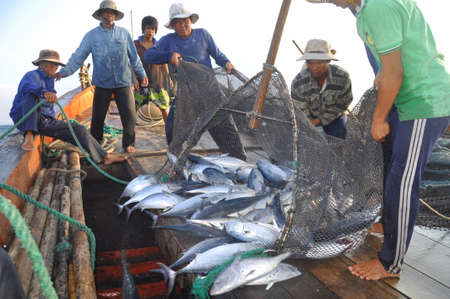 NHA TRANG, VIETNAM - MAY 5, 2012: Fishermen are collecting tuna fish caught by trawl nets in the sea of the Nha Trang bayのeditorial素材