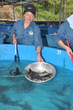 LAM DONG, VIETNAM - MAY 5, 2012: A sturgeon hatchery is being introduced to farmers in Tuyen Lam lake, Da Lat cityのeditorial素材
