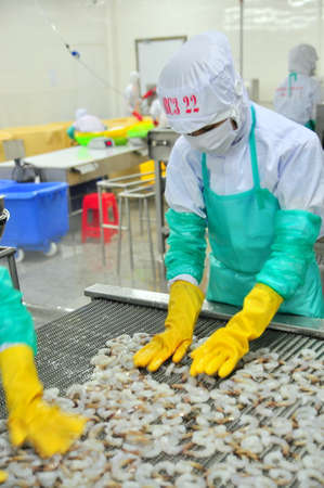 PHAN RANG, VIETNAM - DECEMBER 29, 2014: Workers are arranging shrimps in a line to the freezing machine in a seafood factory in Vietnamのeditorial素材