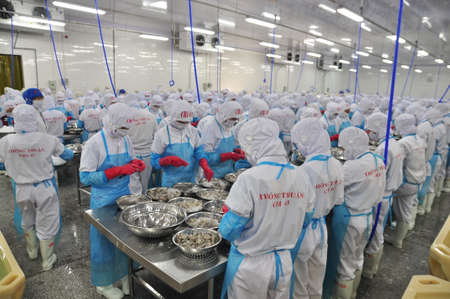 PHAN RANG, VIETNAM - DECEMBER 29, 2014: Workers are peeling and processing fresh raw shrimps in a seafood factory in Vietnamのeditorial素材