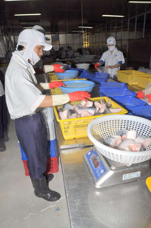 AN GIANG, VIETNAM - DECEMBER 26, 2012: Vietnamese workers are sorting pangasius fish after cutting in a seafood processing plant in the mekong deltaのeditorial素材