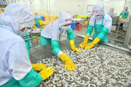 PHAN RANG, VIETNAM - DECEMBER 29, 2014: Workers are arranging shrimps in a line to the freezing machine in a seafood factory in Vietnamのeditorial素材