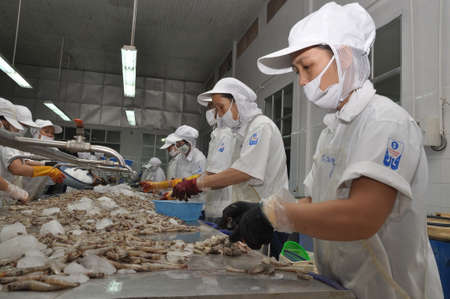 QUY NHON, VIETNAM - AUGUST 1, 2012: Workers are peeling fresh raw shrimps in a seafood factory in Quy Nhon city, Vietnamのeditorial素材