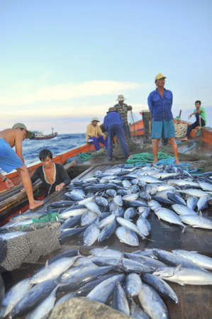 NHA TRANG, VIETNAM - MAY 5, 2012: Fishermen are collecting tuna fish caught by trawl nets in the sea of the Nha Trang bayのeditorial素材