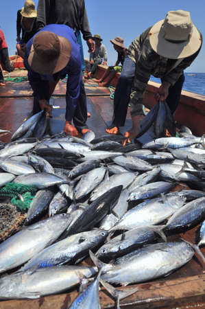 NHA TRANG, VIETNAM - MAY 5, 2012: Fishermen are collecting tuna fish caught by trawl nets in the sea of the Nha Trang bayのeditorial素材