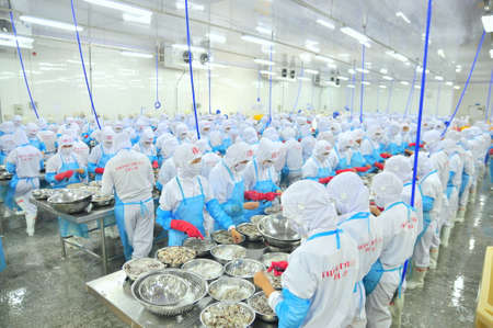 PHAN RANG, VIETNAM - DECEMBER 29, 2014: Workers are peeling and processing fresh raw shrimps in a seafood factory in Vietnamのeditorial素材