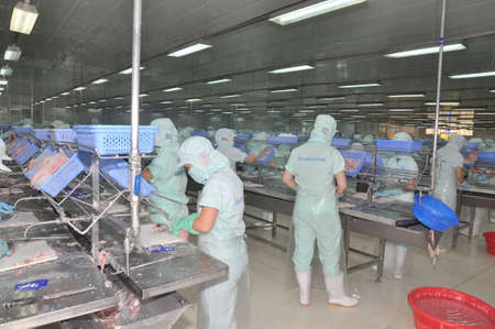 AN GIANG, VIETNAM - SEPTEMBER 12, 2013: Workers are filleting of pangasius catfish  in a seafood processing plant in An Giang, a province in the Mekong delta of Vietnamのeditorial素材