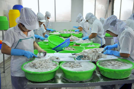VUNG TAU, VIETNAM - SEPTEMBER 28, 2011: Workers are classifying raw fresh octopus to transfer to the next step of processing line in a seafood factory in Vietnamのeditorial素材