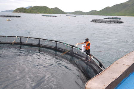 NHA TRANG, VIETNAM - JUNE 23, 2013: Feeding barramundi fish in cage culture in the Van Phong bay in Vietnamのeditorial素材