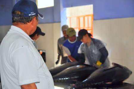 TUY HOA, VIETNAM - FEBRUARY 28, 2012: A Chinese middleman is testing the quality of tuna fish in Tuy Hoa seaport, Vietnamのeditorial素材