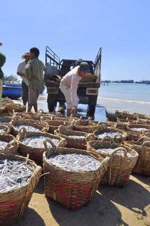 LAGI, VIETNAM - FEBRUARY 26, 2012: Fisheries are located on the beach in many baskets waiting for uploading onto the truck to the processing plantのeditorial素材
