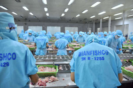 CAN THO, VIETNAM - JULY 1, 2011: Workers are filleting pangasius catfish in a seafood factory in the Mekong delta of Vietnamのeditorial素材