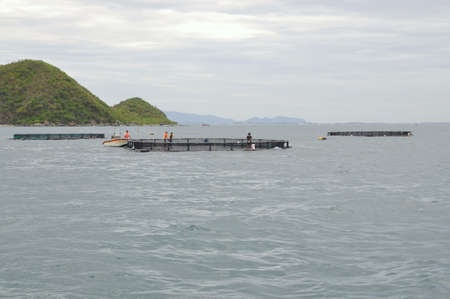 NHA TRANG, VIETNAM - JUNE 23, 2013: Feeding barramundi fish in cage culture in the Van Phong bay in Vietnamのeditorial素材