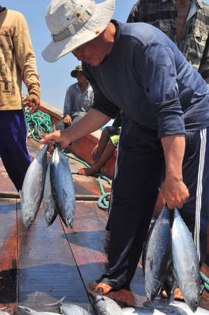 NHA TRANG, VIETNAM - MAY 5, 2012: Fishermen are collecting tuna fish caught by trawl nets in the sea of the Nha Trang bayのeditorial素材
