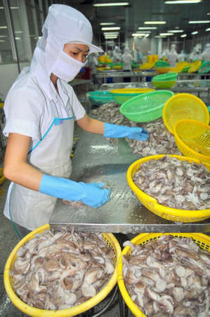 VUNG TAU, VIETNAM - SEPTEMBER 28, 2011: A woman worker is classifying octopus for exporting in a seafood processing factoryのeditorial素材