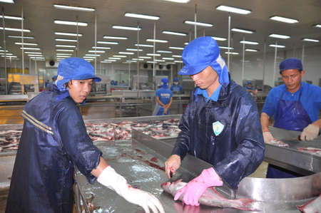 CAN THO, VIETNAM - JULY 1, 2011: Workers are killing pangasius catfish before transfering them to the next processing line in a seafood factory in the Mekong delta of Vietnamのeditorial素材