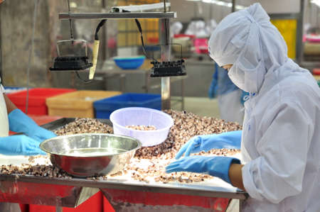 VUNG TAU, VIETNAM - DECEMBER 9, 2014: Workers are testing the quality of octopus for exporting in a seafood processing factoryのeditorial素材