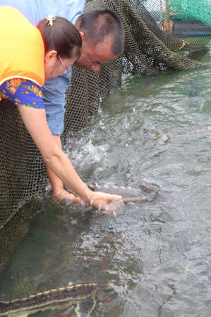 LAM DONG, VIETNAM - SEPTEMBER 2, 2012:  The farming sturgeon fish in cage culture in Tuyen Lam lake. Several species of sturgeons are harvested for their roe, which is made into caviar, a luxury foodのeditorial素材