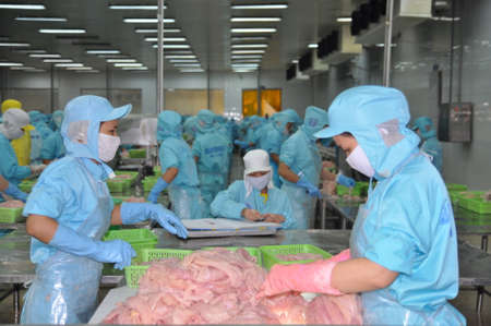CAN THO, VIETNAM - JULY 1, 2011: Workers are working in the processing line of pangasius catfish in a seafood factory in the Mekong delta of Vietnamのeditorial素材