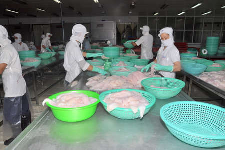 AN GIANG, VIETNAM - DECEMBER 26, 2012: Vietnamese workers are sorting pangasius fish after filleting in a seafood processing plant in the mekong deltaのeditorial素材