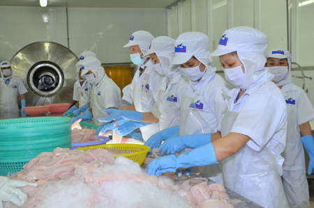 TIEN GIANG, VIETNAM - MARCH 2, 2013: Workers are testing the color of pangasius fish in a seafood processing plant in Tien Giang, a province in the Mekong delta of Vietnamのeditorial素材
