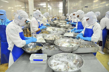 TRA VINH, VIETNAM - NOVEMBER 19, 2012: Workers are peeling and processing fresh raw shrimps in a seafood factory in the Mekong delta of Vietnamのeditorial素材